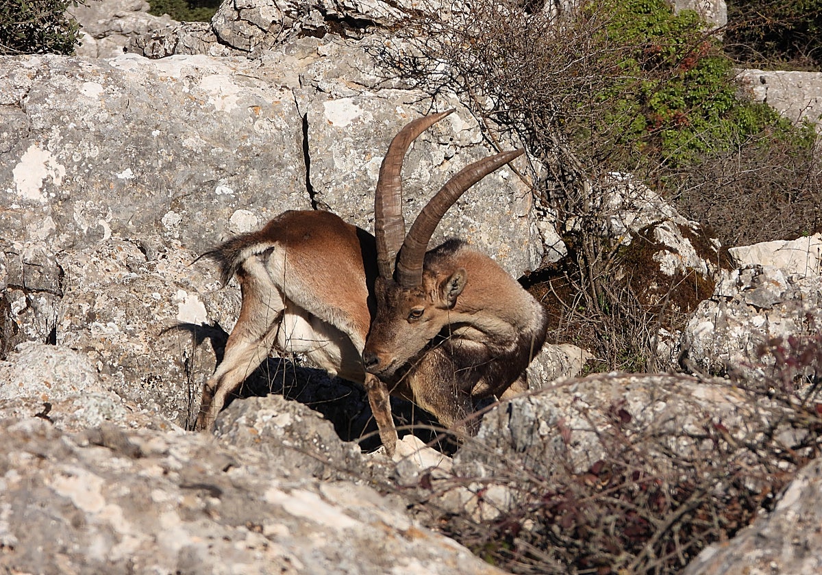 La cabra montés, como portadora de la sarna sarcóptica, es una de las especies que copa la emergencia cinegética en Andalucía