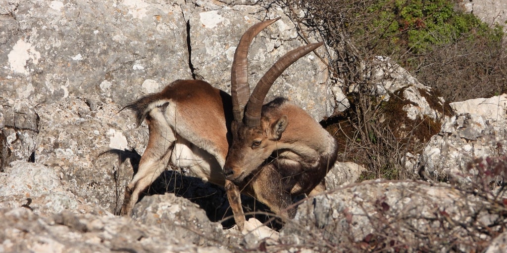 Cómo la caza ayuda en el control de poblaciones: «tenemos que actuar para que la fauna más pequeña pueda sobrevivir»