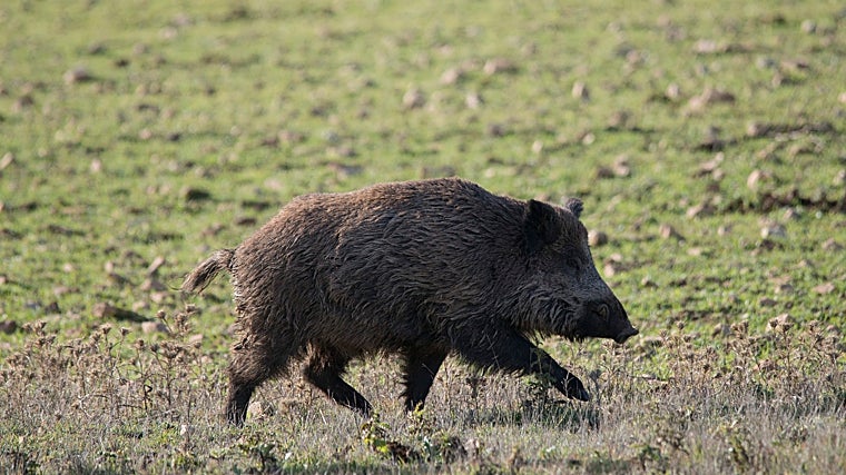 Imagen de archivo de un jabalí en el medio rural andaluz