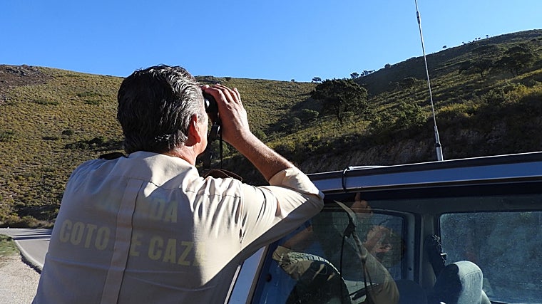 Imagen de un cazador censando, ayudándose de unos prismáticos