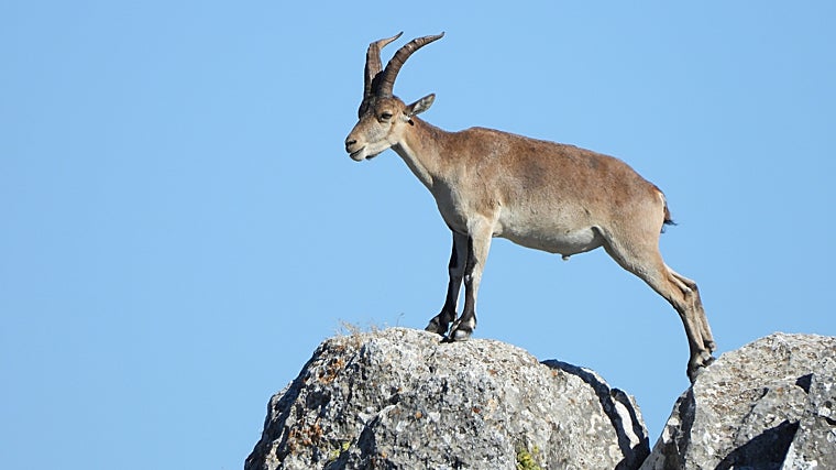 La cabra montés es una especie muy atractiva para el turismo cinegético en Andalucía