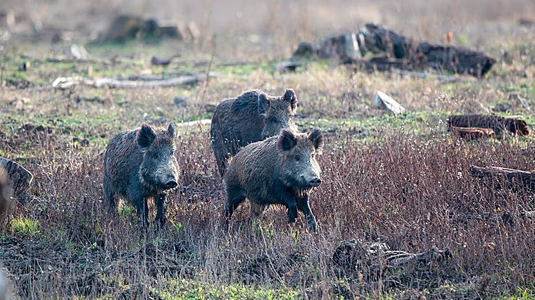 Imagen de un grupo de jabalíes