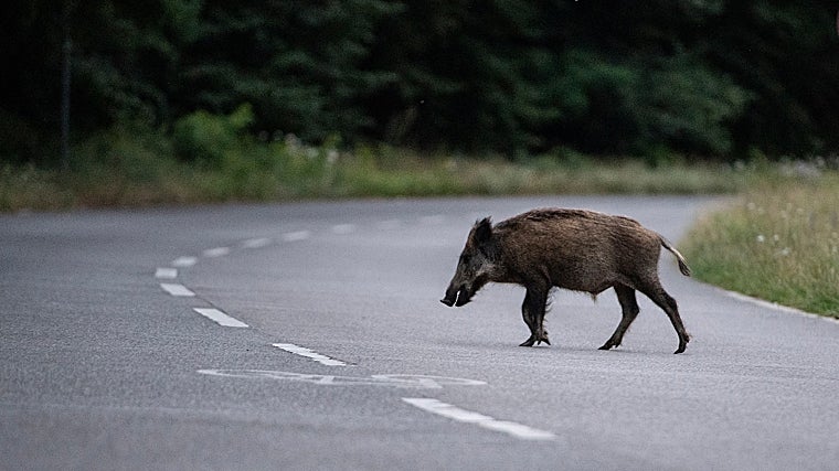 Imagen de archivo de un jabalí cruzando una carretera