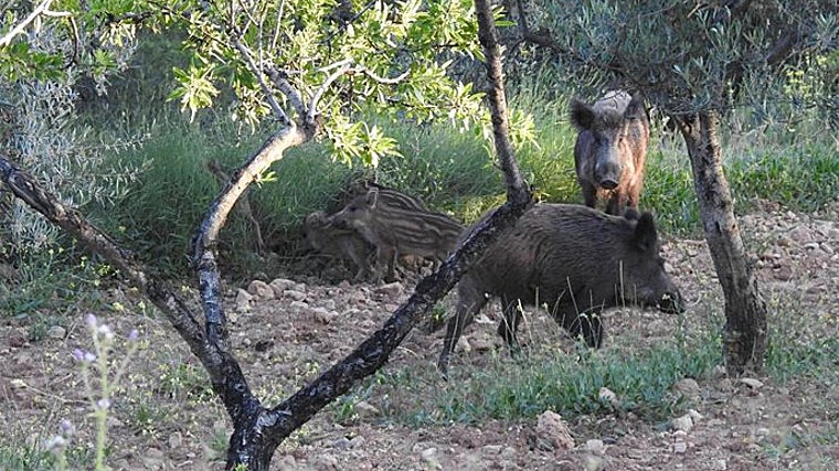 Imagen de archivo de una familia de jabalíes