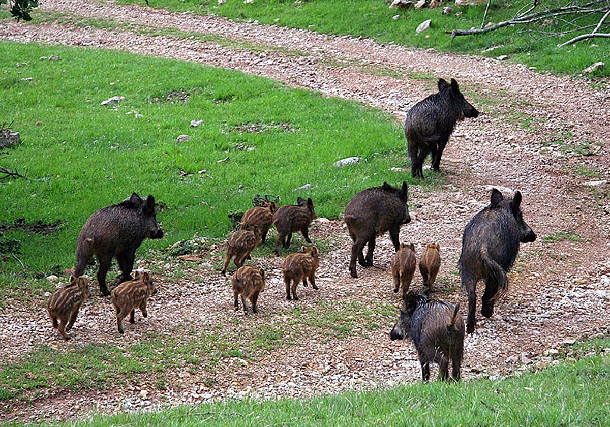Imagen de una piara de jabalíes