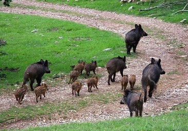 Jabalíes en Andalucía: ¿Control o caos? La caza desvela su papel fundamental