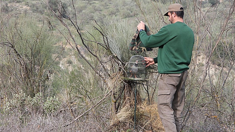 Cazador con un pájaro usado como reclamo para la caza de la perdiz