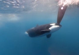 Orcas y capitanes intrépidos: Un encuentro cada vez más habitual