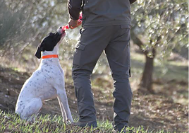 La FAC envía a parlamentarios andaluces el estudio del Gobierno que desmonta los bulos sobre el abandono de perros de caza
