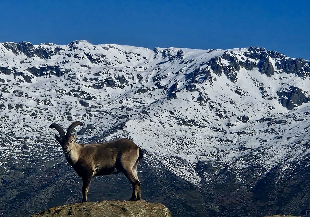Viaje al paraíso español de la cabra montés victoriae