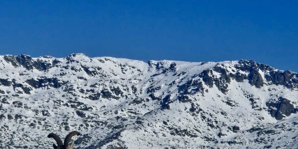 Viaje al paraíso español de la cabra montés victoriae