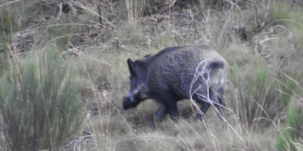 Medidas de emergencia para controlar las poblaciones de jabalí
