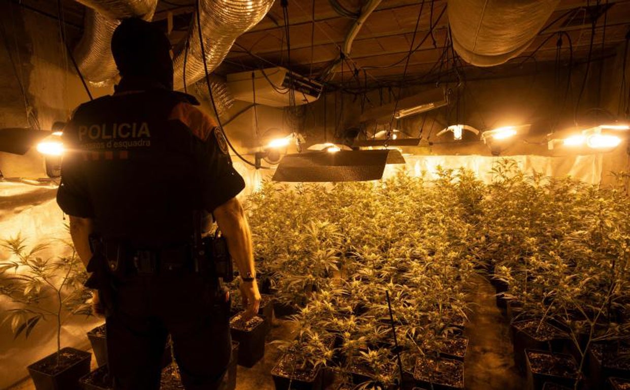 Los Mossos d'Esquadra intervienen una plantación ilegal de marihuana
