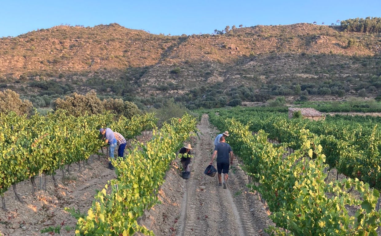 Imagen del inicio de la vendimia en la Denominación de Origen Somontano (Huesca, Aragón)
