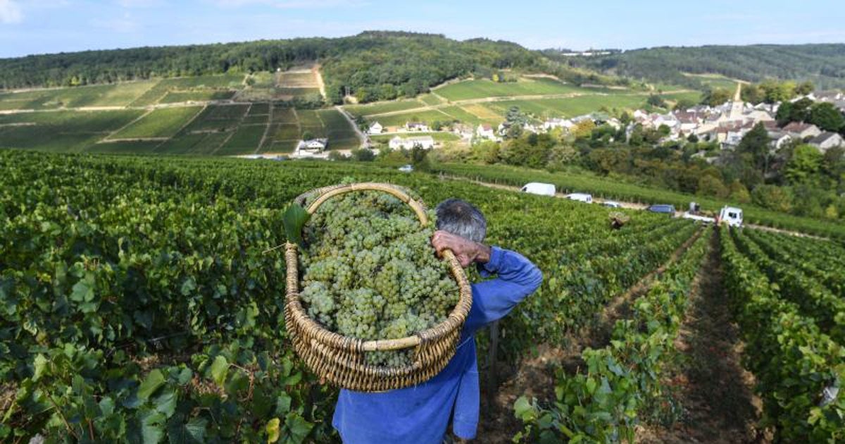 Las altas temperaturas también han adelantado la vendimia en Francia