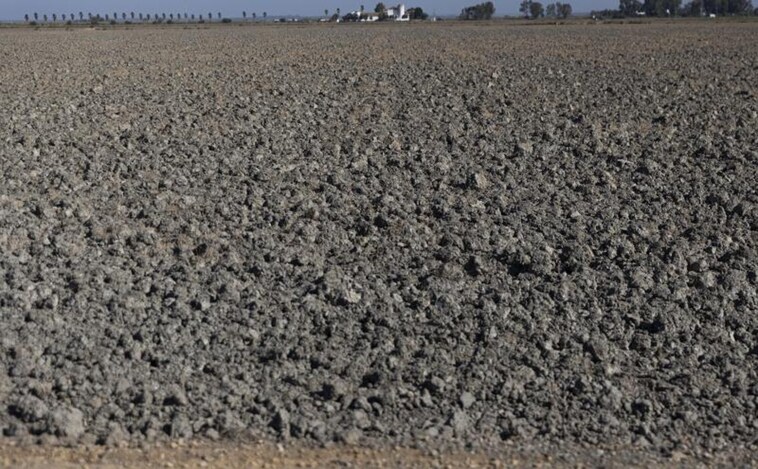 La huella de la sequía en el campo: 8.000 millones de euros en pérdidas y cultivos bajo mínimos