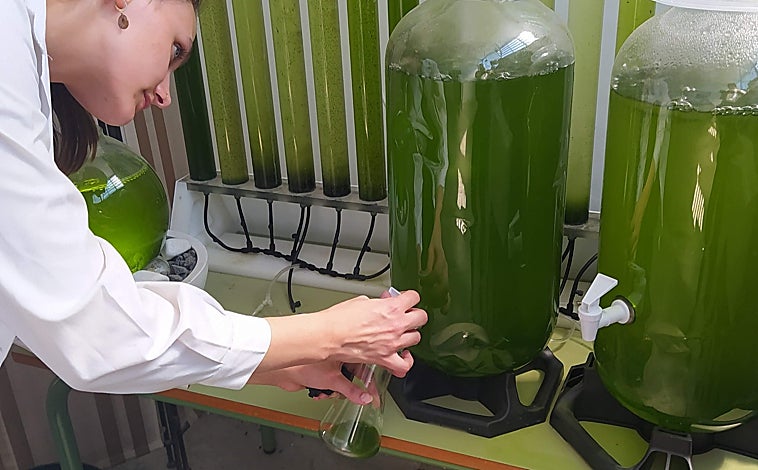 Imagen principal - En 2019, Nuria Egea fundó, junto a sus socios (Manuel González, Julio Frías y Manuel Altava), G2G Algae en el municipio sevillano de La Puebla del Río