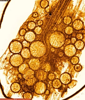 Imagen secundaria 2 - IIIIiImagen superior, proceso de producción de pastillas de bioestimulante de Atens. Sobre estas líneas, izquierda, proceso automatizado para la producción de Trichoderma en biorreactores de medio sólido de la misma empresa y, derecha, imagen microscópica de micorriza