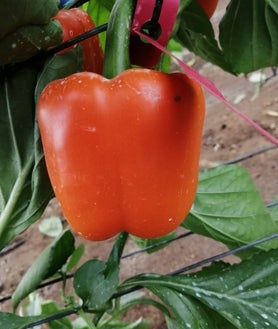 Imagen secundaria 2 - Sobre estas líneas: izquierda, el investigador Enrique Niza y su equipo han diseñado una nanopartícula que protege a las plantas de enfermedades y,. derecha, pimiento tratado con nanopartículas de zinc para aumentar el valor nutricional del cultivo de Beyond Seeds