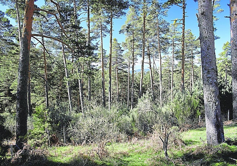 Rodal de regeneración en el Monte de la Dehesa de la Garganta del río Moros