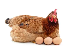 El sector avícola pone todos los huevos en la cesta de la innovación