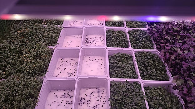 Diferentes 'microgreens'