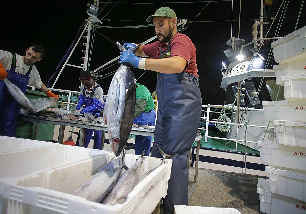 Una descarga de bonito en el Puerto de Burela, Lugo