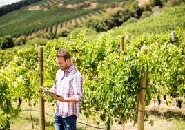 Los algoritmos brindan la mejor cosecha de eficiencia a la industria del vino