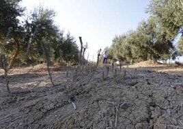 El viñedo y el olivar se rebelan contra su exclusión de las ayudas contra la sequía