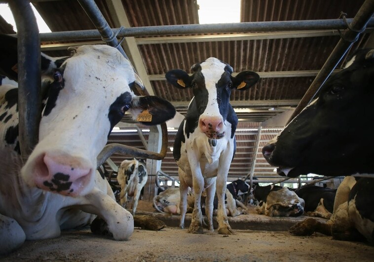 Vacas de una explotación ganadera en Chantada (Lugo)