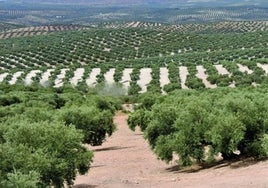 El aceite de oliva dispara su precio a 9 euros el litro ante la caída de la producción