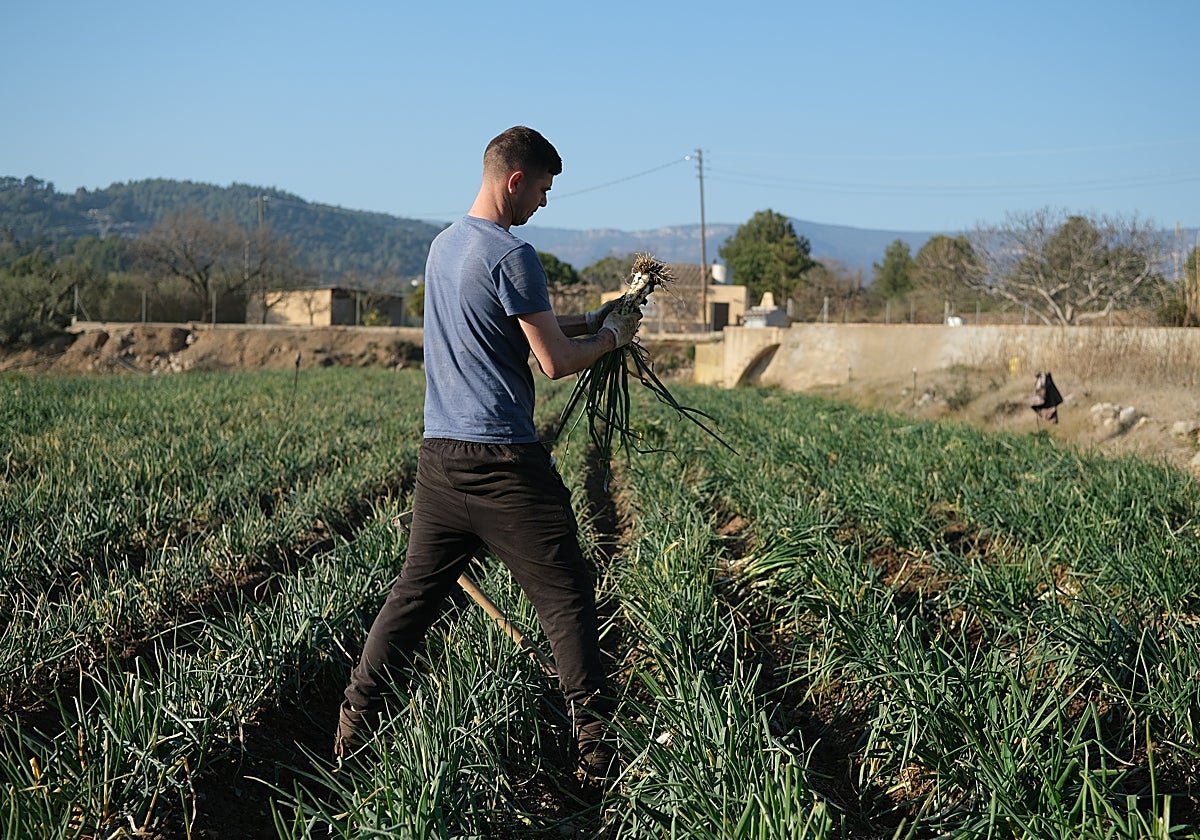 Un agricultor recolecta 'calçots' en una plantación de Maspujols (Tarragona)