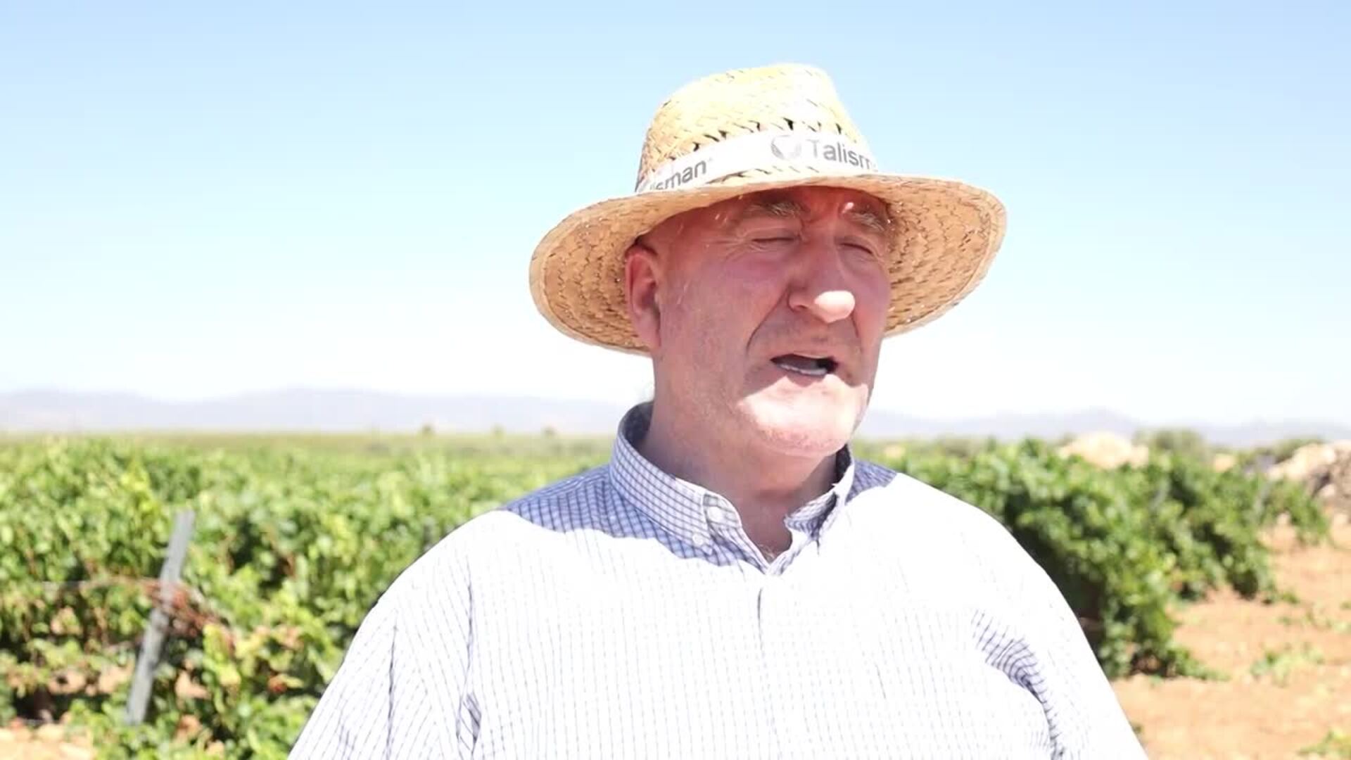 La sequía propicia el adelanto de la vendimia de algunas variedades en Ciudad Real