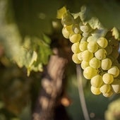 España destruirá más de 40 millones de litros de vino por riesgo de sobreoferta