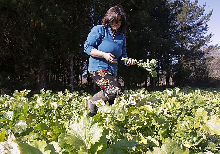 Una mujer recoge grelos durante la temporada final de la recolecta (Lugo)