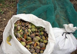 España prepara el primer envío de almendra nacional a China