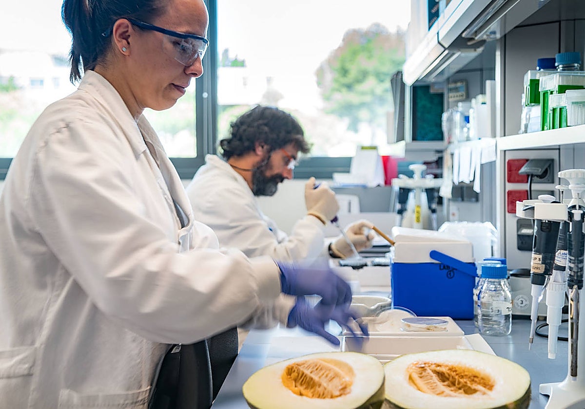 Investigadores en los laboratorios del CRAG. Entre otros trabajos, este centro de investigación busca una nueva variedad de melón resistente a los virus