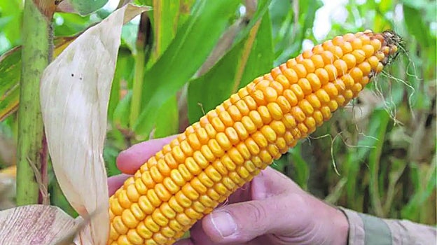 El único transgénico que se cultiva en España es el maíz Bt