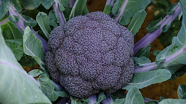 Brócoli morado que ha desarrollado esta filial por técnicas tradicionales. El color morado es una reacción al frío. Tiene un alto contenido en antocianos, con alto poder antioxidante