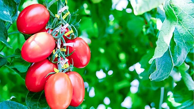 El tomate Sicilian Rouge High GABA de la empresa japonesa Sanatech Seed que ya está en el mercado y ha sido desarrollado utilizando la tecnología de edición genética Crispr/Cas9. GABA es un aminoácido que se relaciona con la reducción de la presión arterial