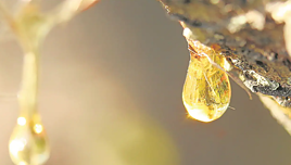 España aspira a ser la meca del nuevo 'oro líquido' que destrone al petróleo