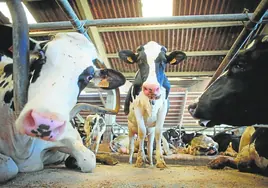 Ganaderos pedirán al menos 800 millones de euros en daños por el cártel de la leche