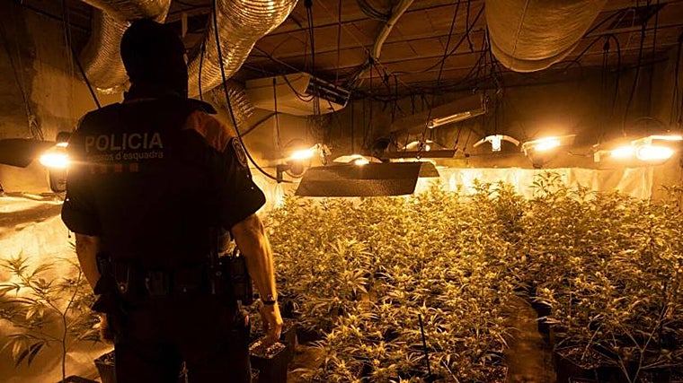 Plantación de marihuana