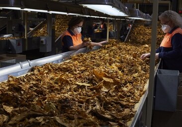 Los tabaqueros de Extremadura: «Nosotros producimos tabaco, no fumadores»