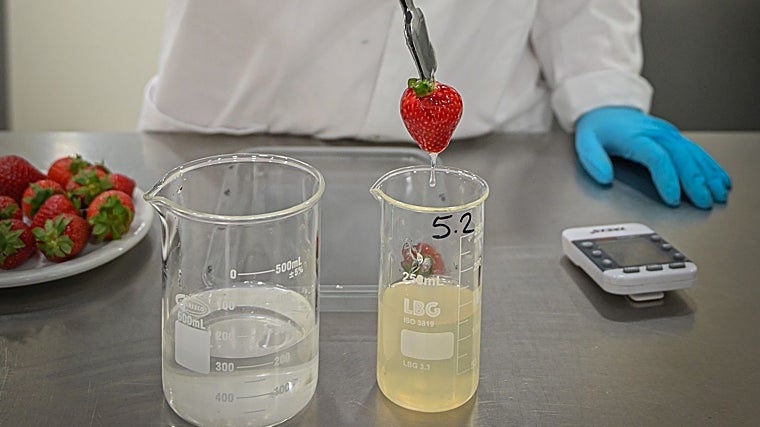 Recubrimiento para frutas que retrasa su maduración de Ainia