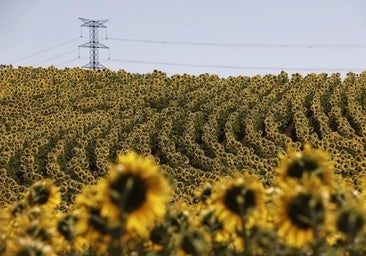 La crisis de producción olivarera dispara el consumo de aceite de girasol, pero no habrá 'sorpasso' al de oliva