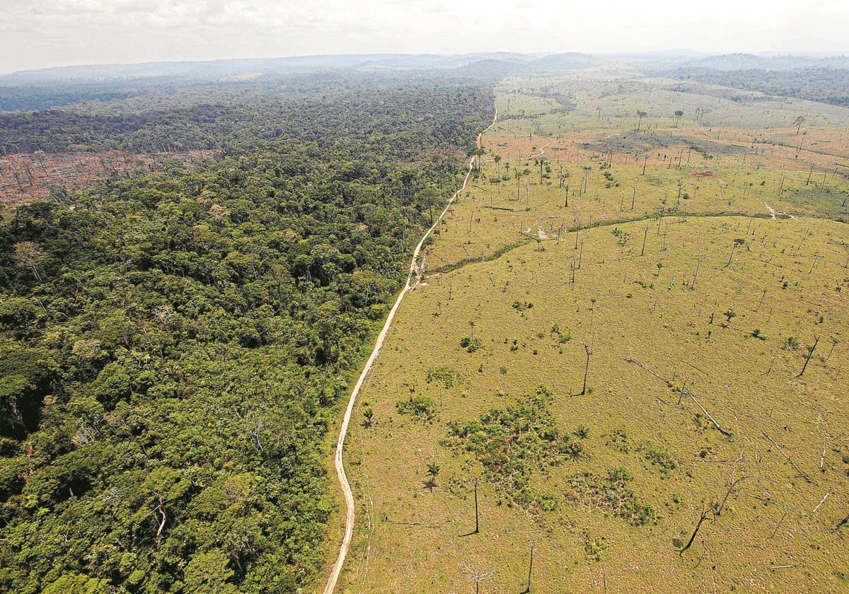 Los tonos grises de la nueva ley verde europea contra la deforestación