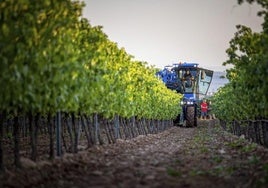 Los viticultores quieren que el Gobierno prohíba nuevas vides hasta 2027 para salvar los precios