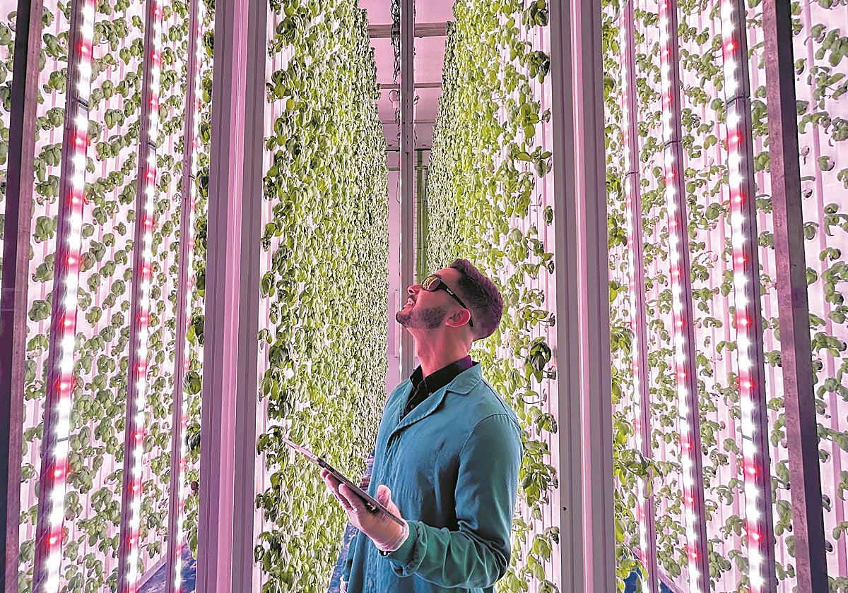 Fundada en 2018 por Carlos Gómez, Alessandro Calcagno y Joaquim Bas, Groots Hydroponics se dedica al cultivo vertical y en entorno controlados