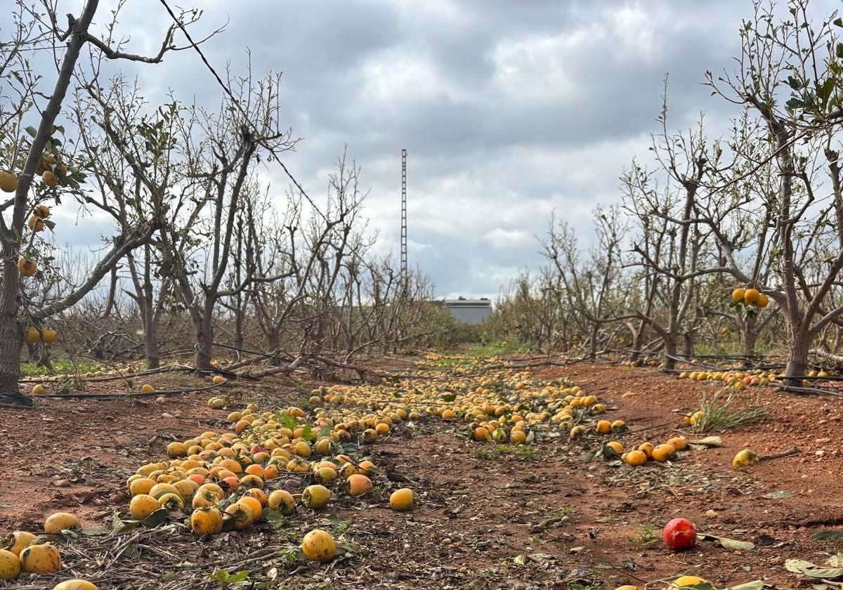 En la mayoría de los casos la Dana ha dañado los frutos pero no los árboles